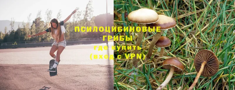 где продают   Бахчисарай  Псилоцибиновые грибы Magic Shrooms 